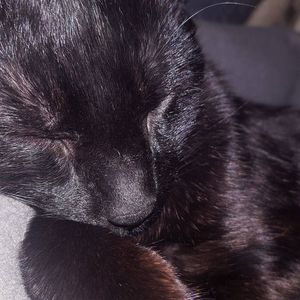 Meet your Posher, Ashton